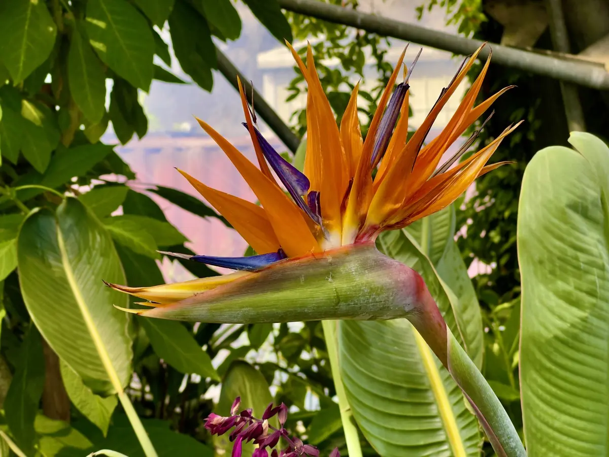 An orange and blue bird of paradise flower among large leaves