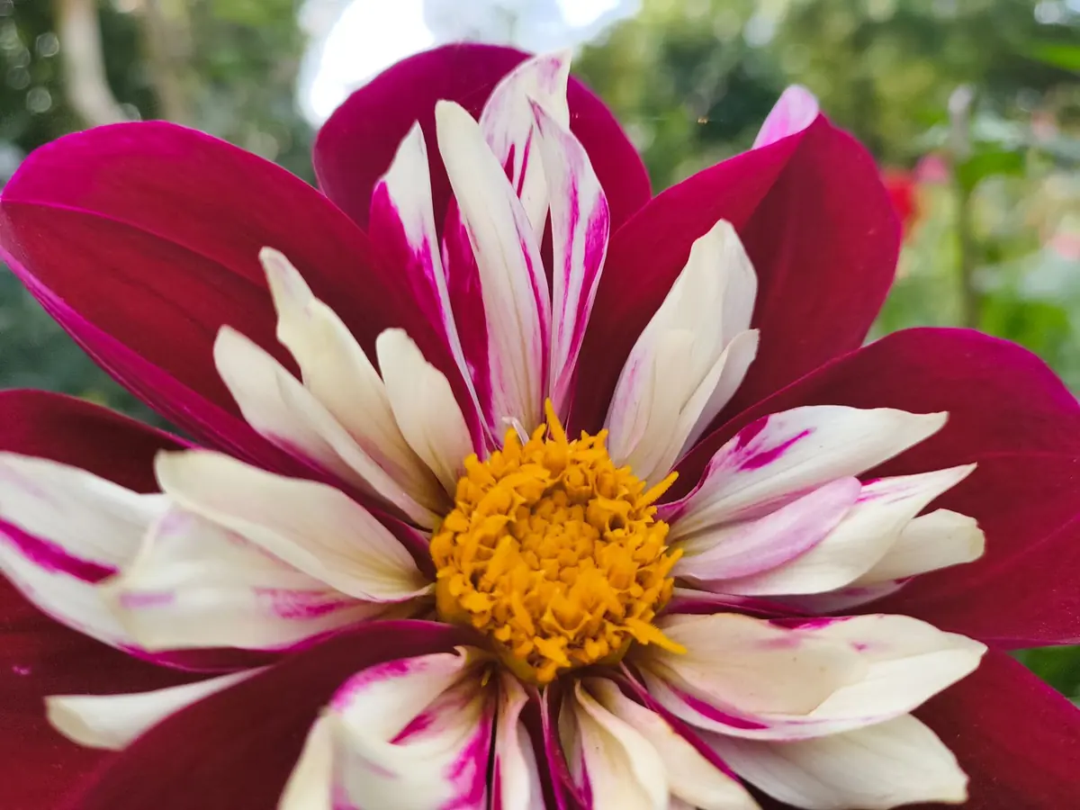 A crimson and white striped dahlia