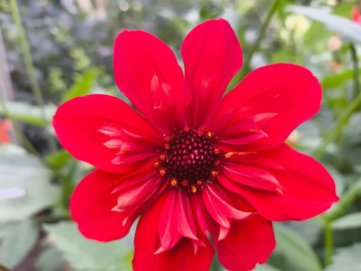 A bright red dahlia with a dark centre